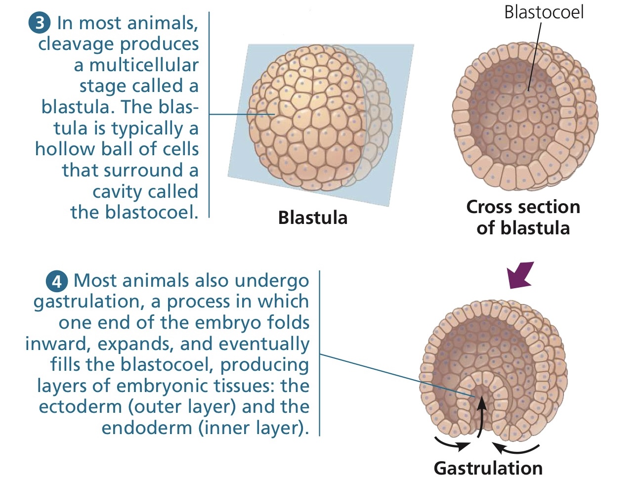 <p>The next stage of embryonic development after blastulation wherein the blastula transforms into a gastrula.</p>