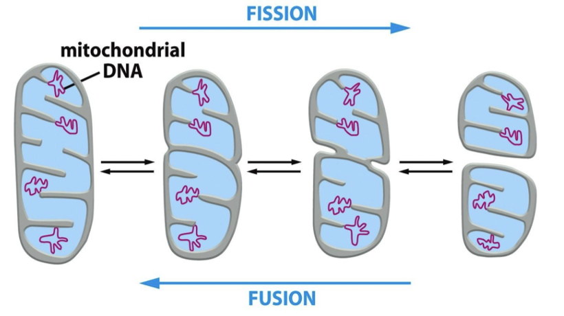 <p>not all mtDNA molecules in a mitochondrion or cell are the same and so we have mixed mtDNA populations. this is because there can be multiple mtDNA molecules per mitochondrion</p>