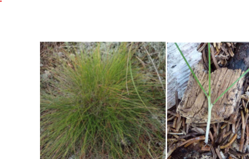 <p>Cool-season bunch grass, with 1-2 foot leaf and long membranous ligule</p>