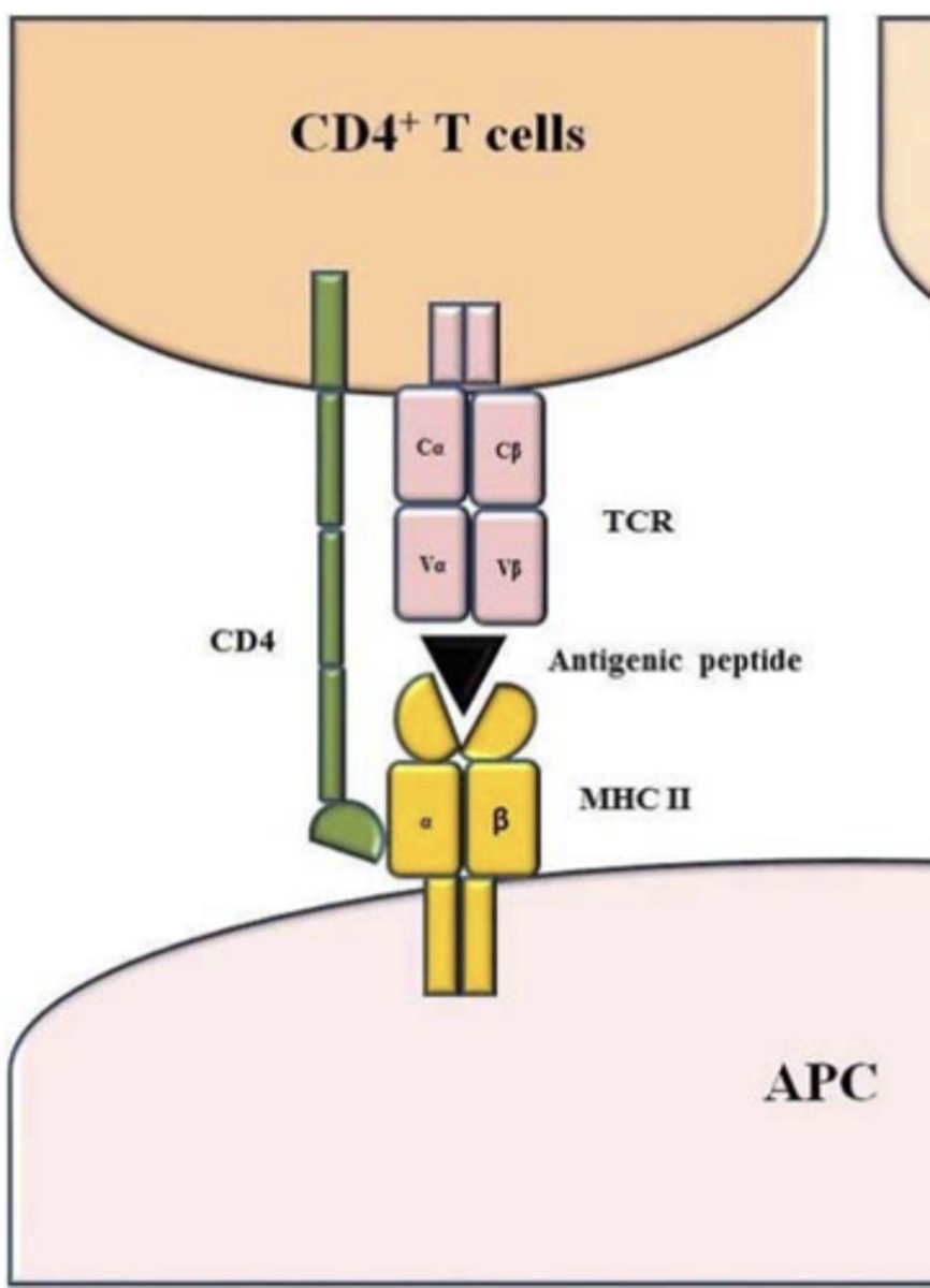 <p><strong>peptide-class II MHC complexes</strong></p>