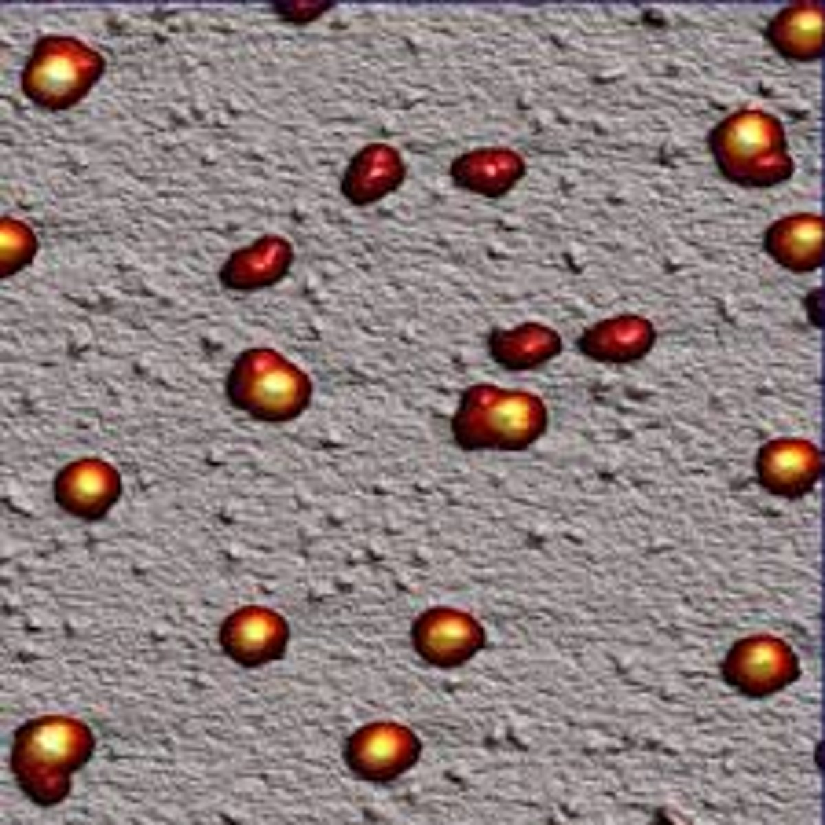 <p>Makes proteins</p>
