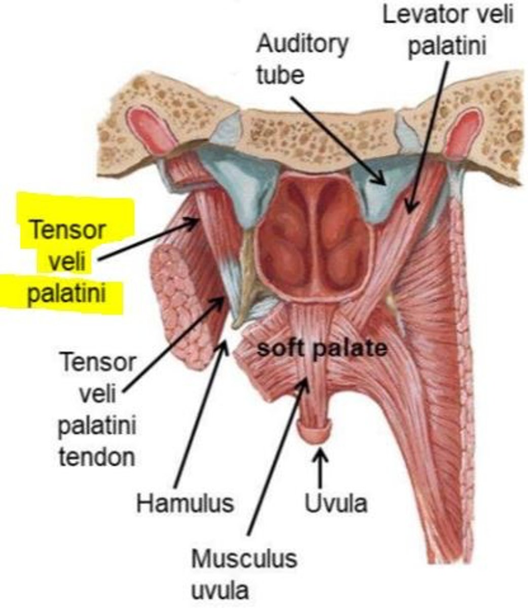 <p>The tensor veli palatini muscle extends downward⬇️, becomes tendinous, and gives a 90-degree turn around the pterygoid hamulus⤵️.</p>