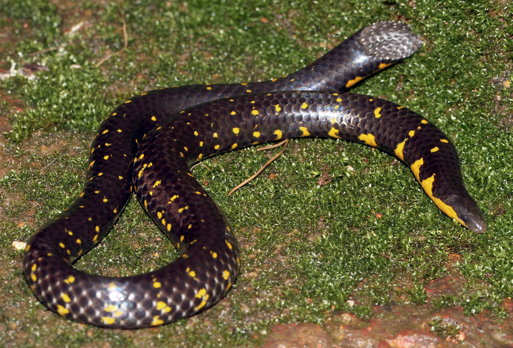 shield tailed snakes (alethinophidia)

\

1. head is conical, slender, often narrower than the trunk, has a distinct keel
2. the tail is blunt and in many species capped with a single large scale with a rough surface