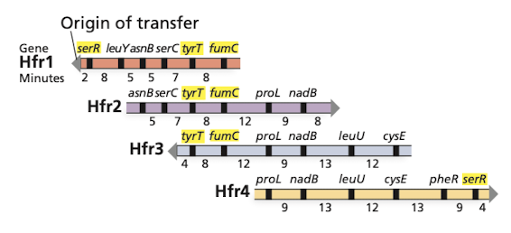 <p>Individual Hfr maps laid out so that the genes in different maps align </p><ul><li><p>mins of conjugation between a given pair of genes will be the same in each Hfr strain transferring the gene pair, no matter their oritentation in the Hfr chromosome </p></li><li><p>map indicates location of each integrated fragment on the circular chromosome, its orientation and the gene order/distance in minutes </p></li></ul>
