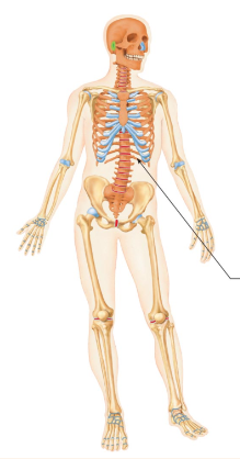 <p>What are the orange and tan parts of the skeleton?</p>