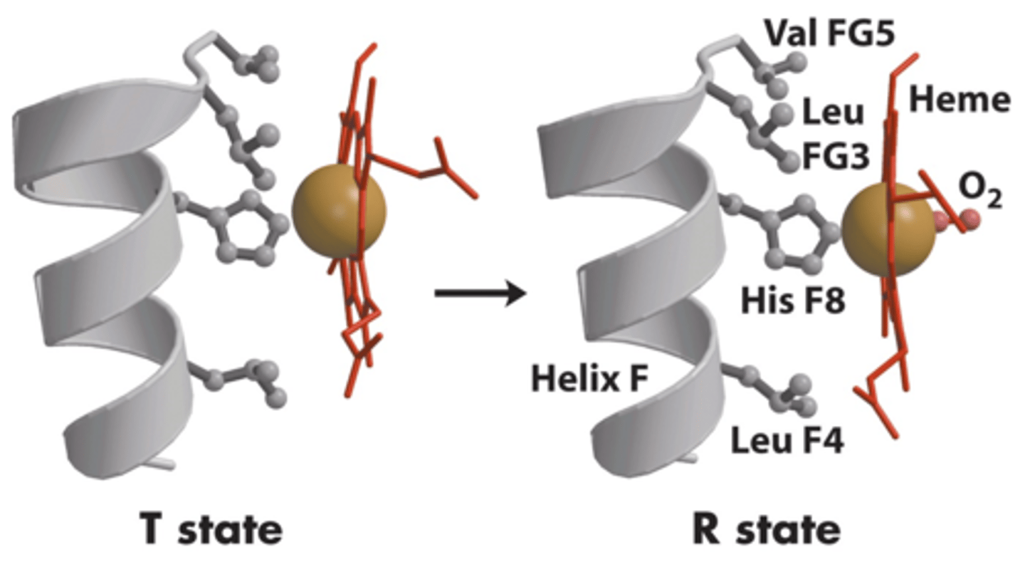 <p>A low affinity state (T state) to a high affinity state (R state)</p>