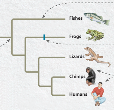 <p>Identify the sister taxa</p>