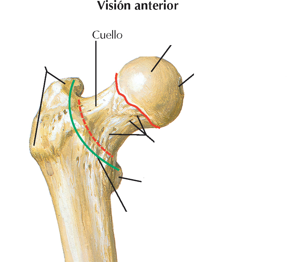 <p>Tiene forma trapezoidal, el extremo estrecho sostiene la cabeza, y la base más ancha se continúa con el cuerpo</p>