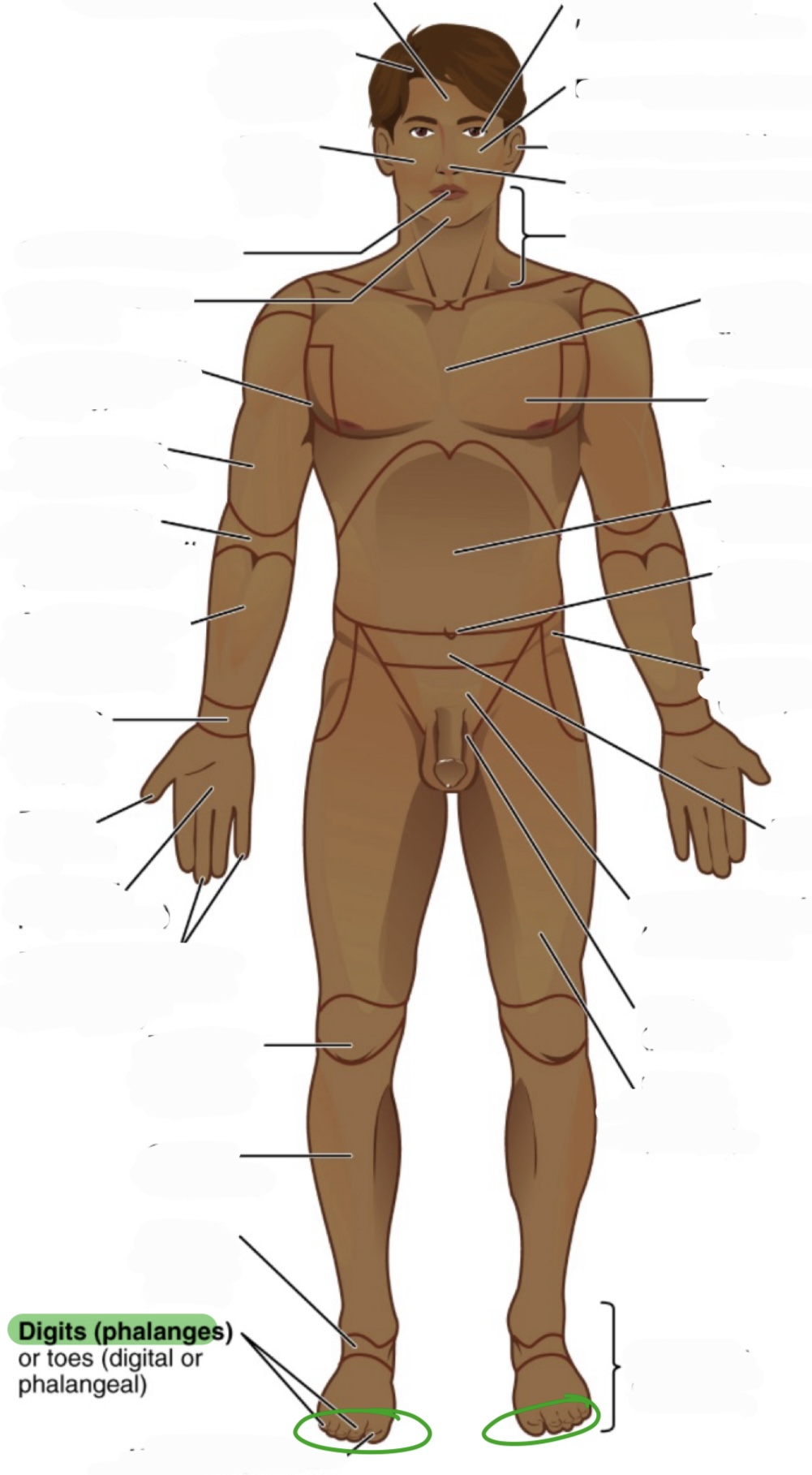 <p>toes</p><p>(aka digital or phalangeal)</p>