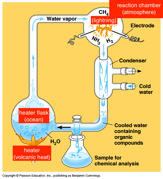 <ul><li><p>1950s, to recreate conditions of primitive earth to see what might given rise to molecules of first organisms</p></li><li><p>created amino acids, nucleic acids, sugars, lipids, adenine, ATP</p></li></ul>