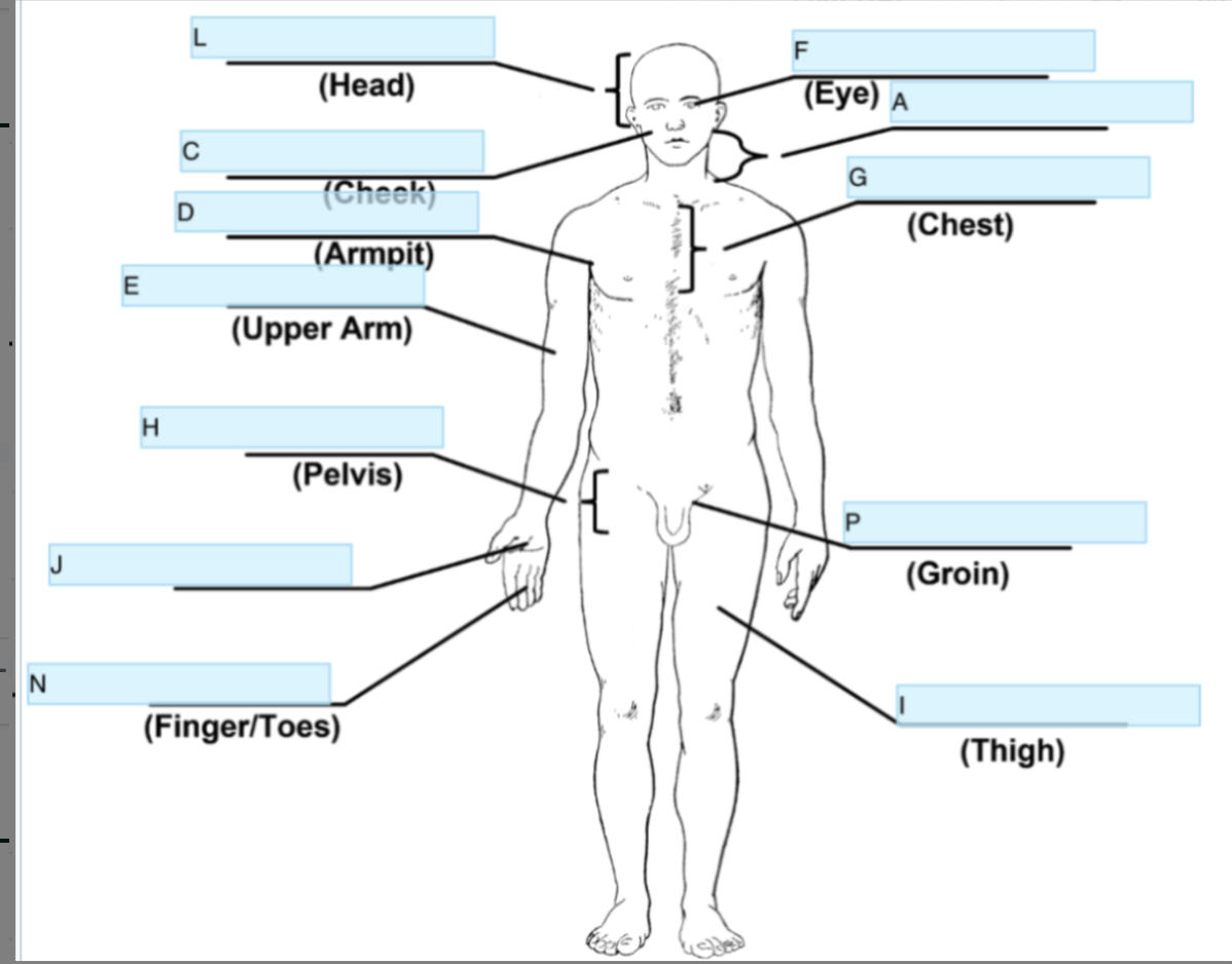 <p>Anatomical term for I</p>
