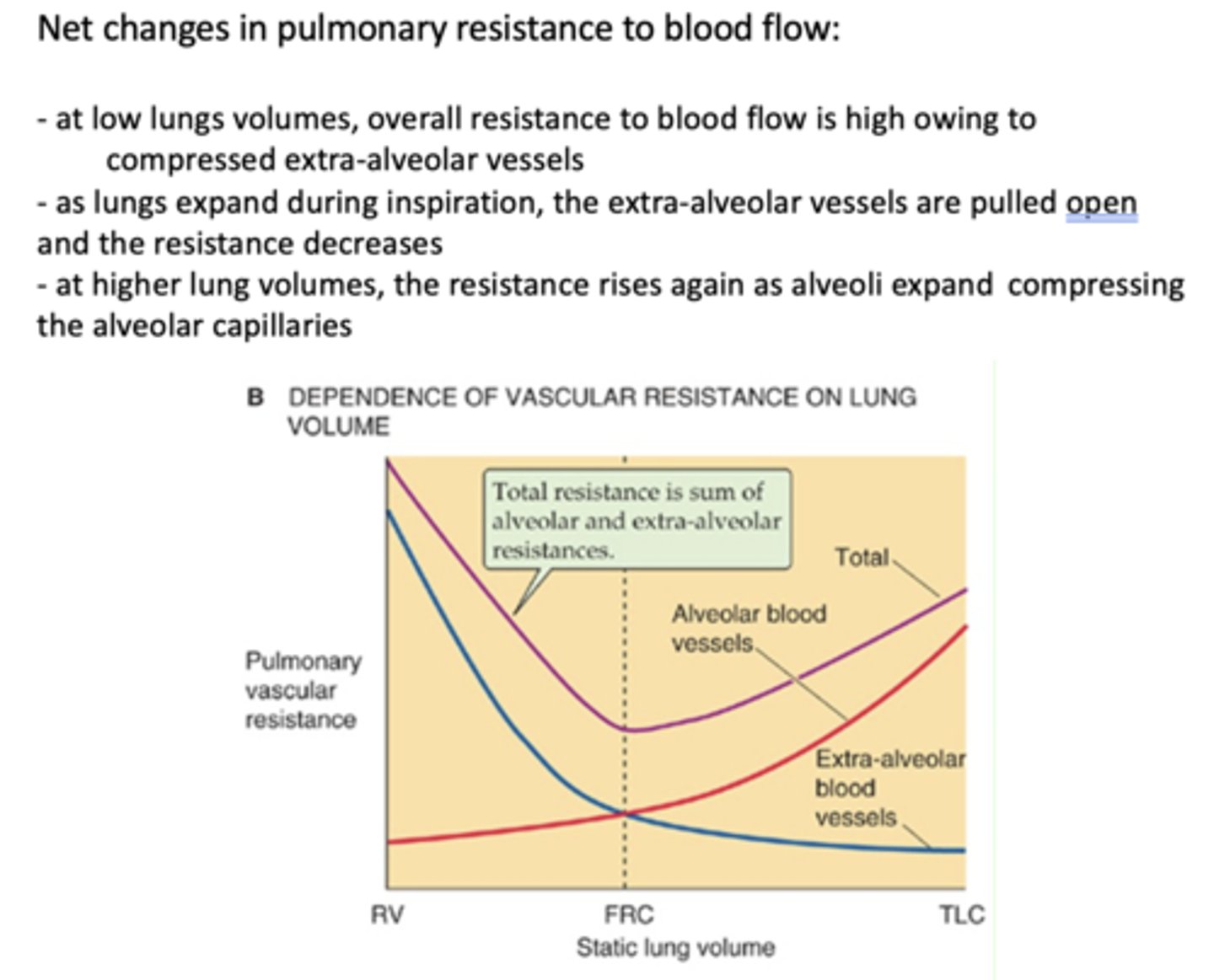 <p>compressed extra-alveolar vessels</p>