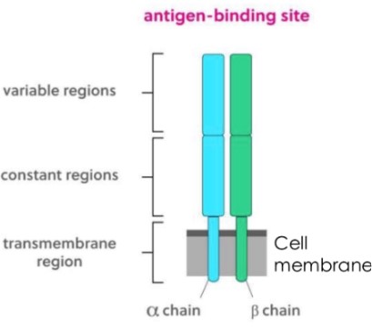 <p>this is a ___ cell receptor</p>