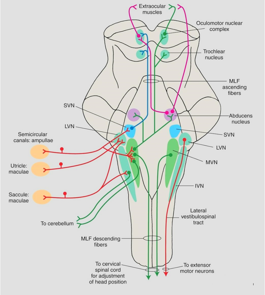 <p>superior, lateral medial, inferior</p>