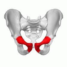 <p>what bone is this?</p>