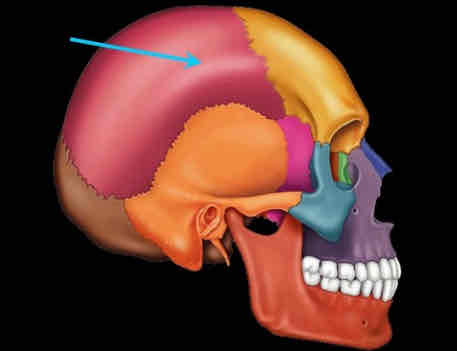 <p>Two bones that make up the side and roof of skull</p>