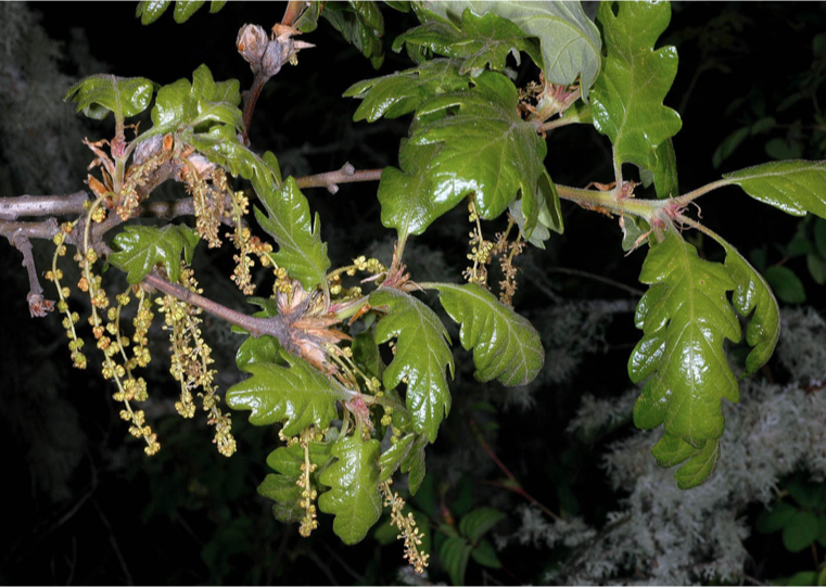 <p>male catkins pointing downwards</p><p>female flower(not catkins) in groups of 1-3 and usually right on the stem/at base</p><p>fruit is oak acorn nut with cap</p>