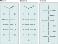 <p>Glucose and galactose are aldoses. Fructose is a ketose.</p>