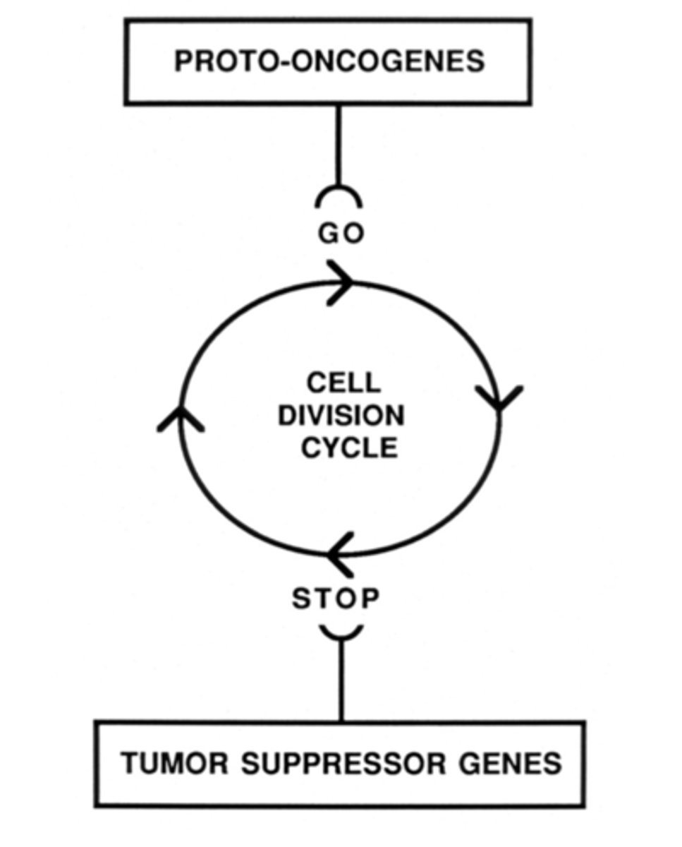 <p>genes whose normal job is to stimulate the cell cycle</p>