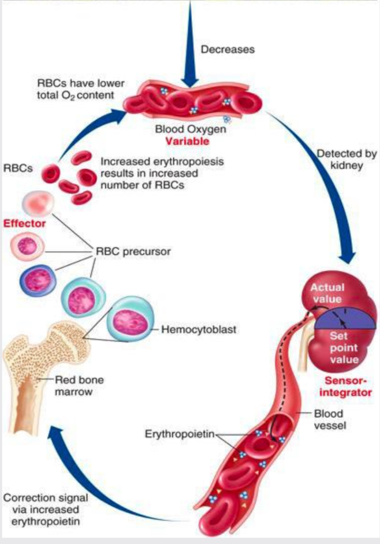 <p>Endocrine function</p>