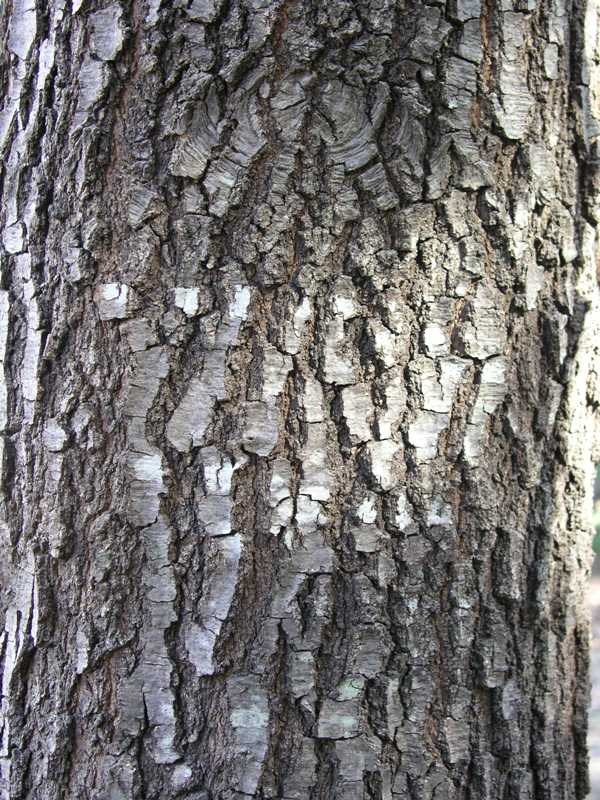 <p>long thin leaves, entire margin, not heavily ridged less red than water oak, thinish twigs, small acorn</p>