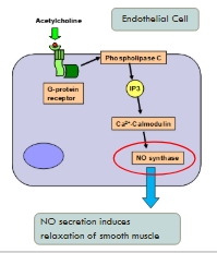 <p>GPCR</p>