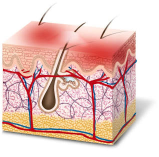 <p>Skin</p>
