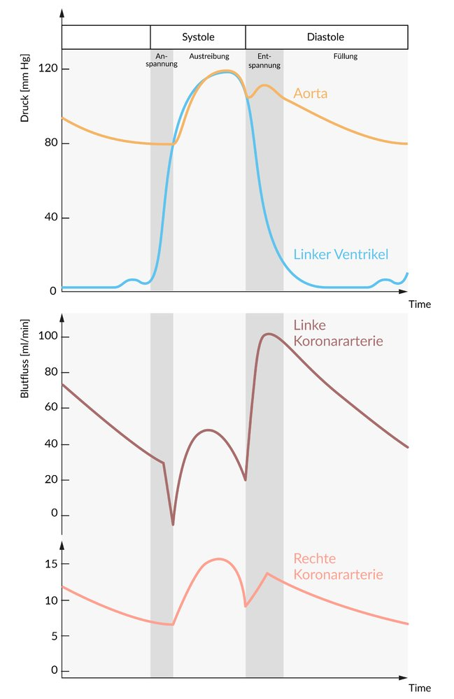 <p>C. The left ventricular isovolumetric contraction phase</p>