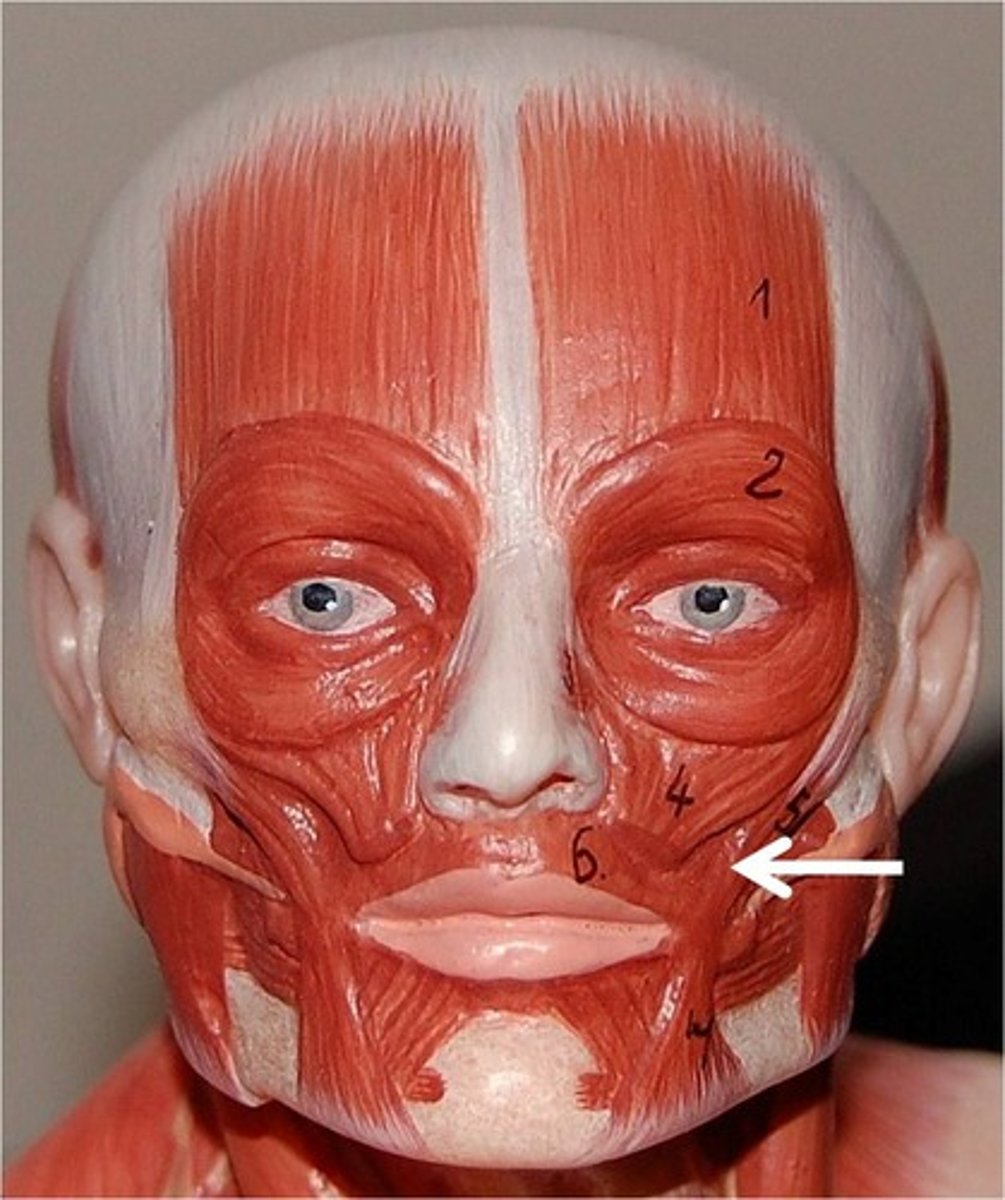 <p>Draws angles of the mouth upward and outward; major muscle used in smiling and laughing</p>