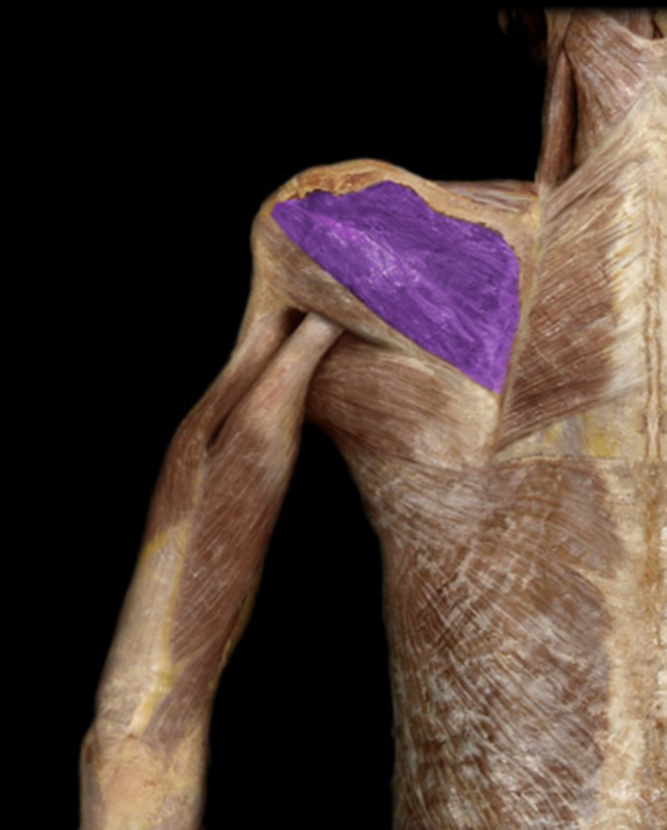 <p>origin of infraspinatus</p>