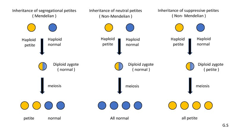 <p><strong>Reminder</strong>: “Petite” mutants arise from defects in mitochondrial DNA (mtDNA) or nuclear genes required for mitochondrial function. They cannot perform aerobic respiration, so they grow more slowly by fermentation, resulting in small colonies.</p><p>Types of inheritance:</p><ol><li><p>Segregational petites (pet-):</p><p>Cause: mutation in a nuclear gene.</p><p>Inheritance: Mendelian 1:1 segregation in meiosis.</p></li><li><p>Neutral petites (rho-N):</p><p>Cause: mutation in mtDNA, but non-interfering.</p><p>Inheritance: when crossed with wild type, all offspring are wild-type.</p></li><li><p>Supressive petites (rho-S):</p><p>Cause: mutation in mtDNA, and interferes with normal mtDNA replication.</p><p>Inheritance: when crossed with wild-type, all offspring are petite.</p></li></ol><p></p>