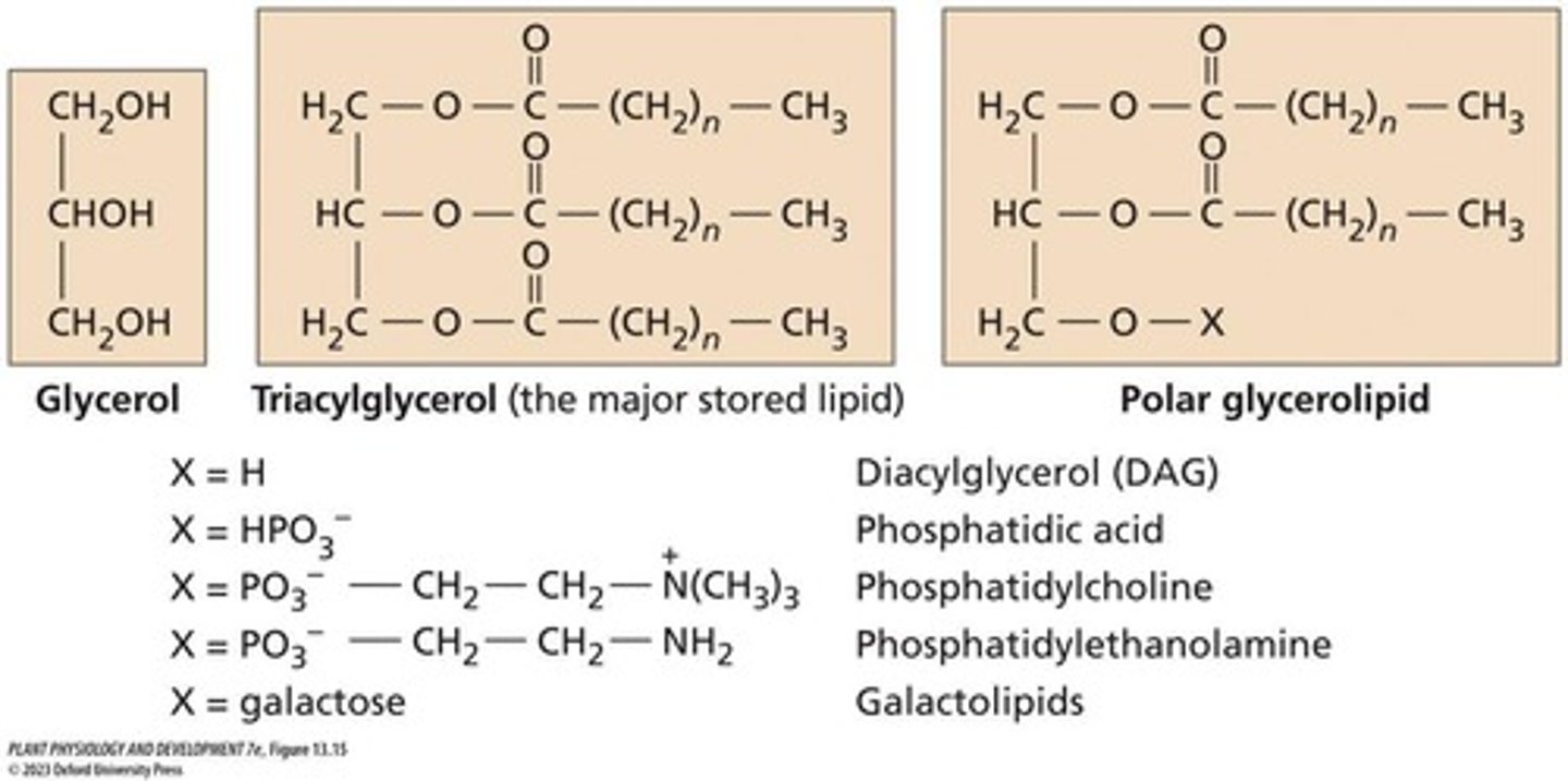 <p>Three fatty acid molecules linked by ester bonds to glycerol.</p>