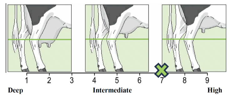 <p>Udder depth</p>