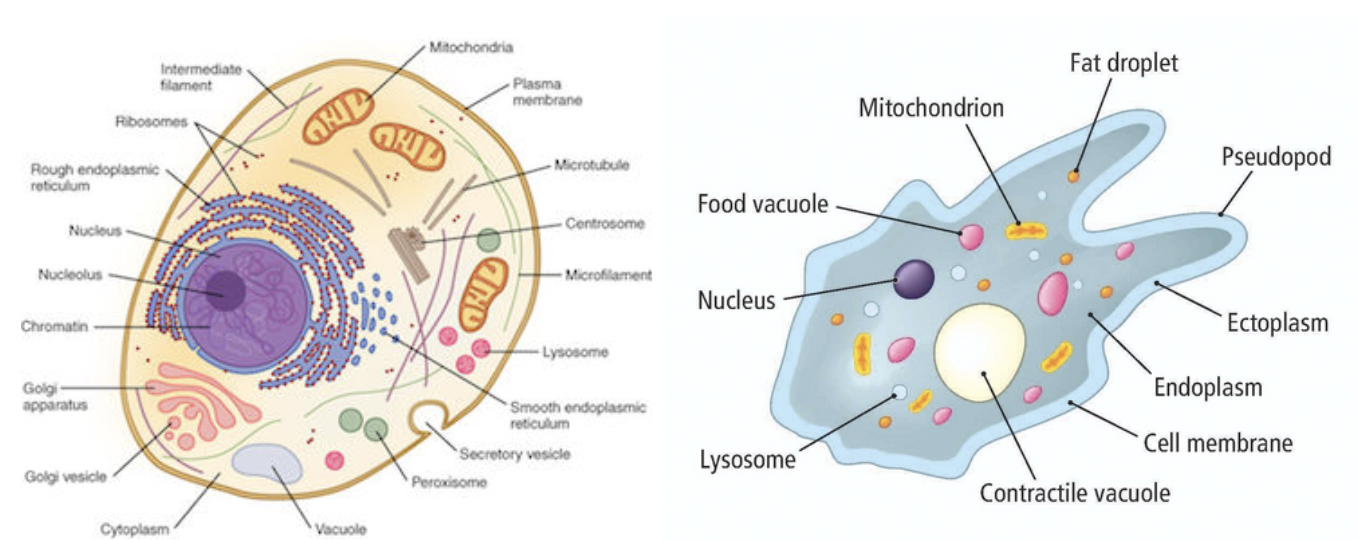 <p><span style="background-color: transparent; font-family: &quot;Proxima Nova&quot;, sans-serif;"><strong><u>Animal cells</u>, fungal cells, and some <u>protist/protozoan cells</u>.</strong></span></p>
