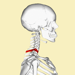 the name of the seventh cervical vertebra, C7
attached to thoracic lumber, bottom of the neck