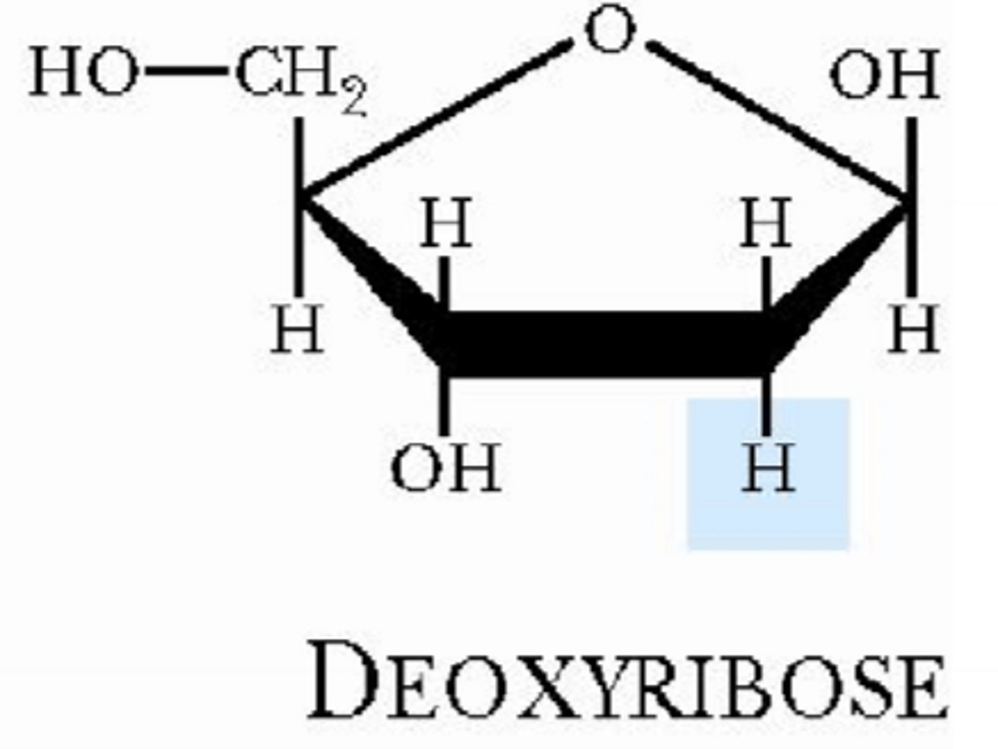 <p>deoxyribonukleinsyre, dobbeltstrenget</p>