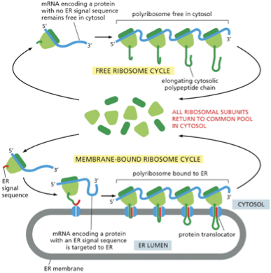 <p>describe what is goin on in this figure:</p>