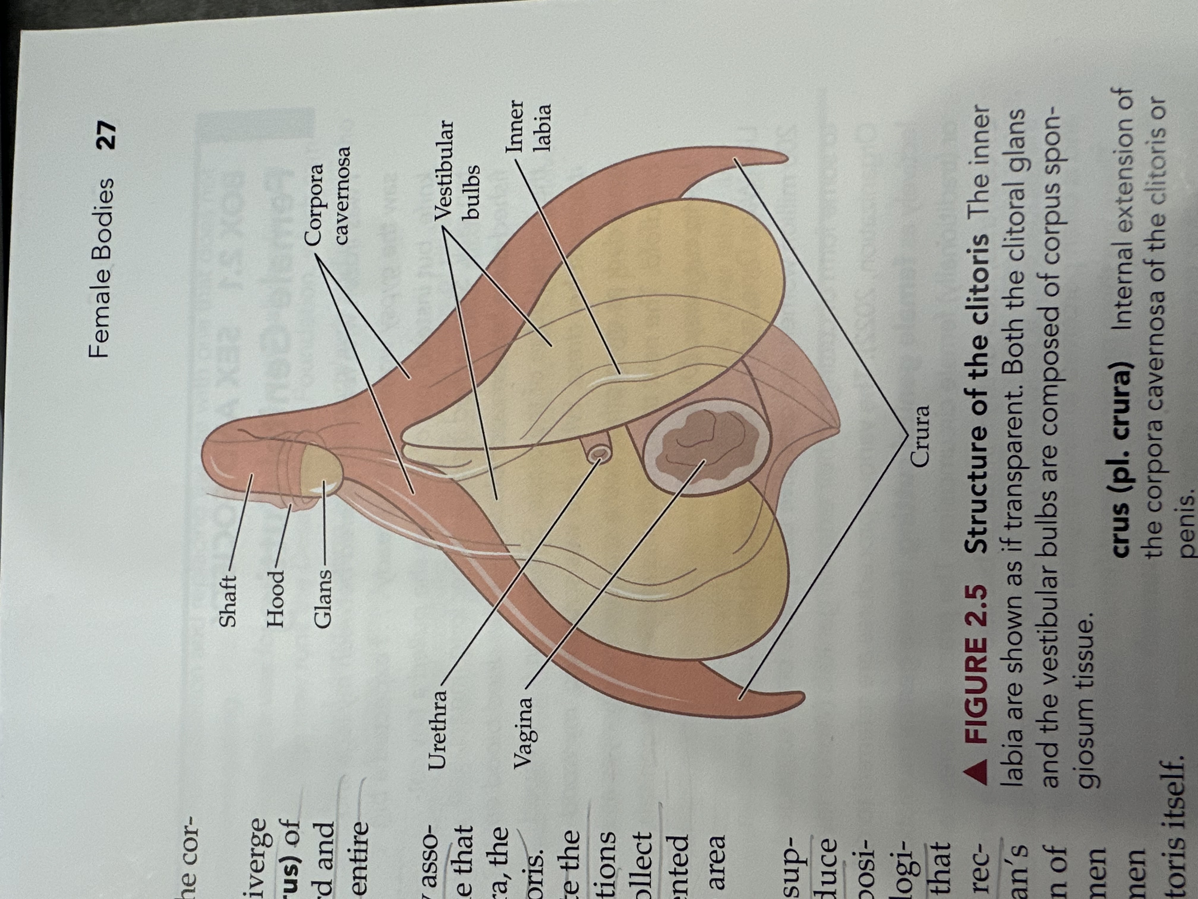 <p>Two bilateral tubes that lead from the uterus to the ovaries, also known as oviducts; the usual site of fertilization.</p>