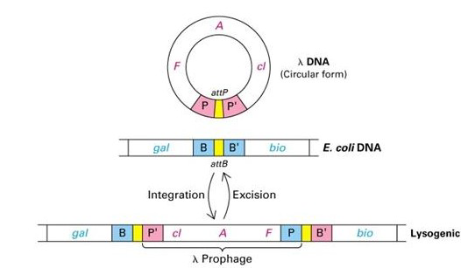 <ul><li><p>Integration happens by site-specific non-<br>homologous recombination when lambda integrates between the Biotin (bio) and Gal genes on the E. coli chromosome</p></li><li><p>Lambda and E.coli chromosome line up at a specific site that has homology:  POP’ in lambda and BOB’ on chromosome - very small location between the Bio<br>and Gal genes on the E. coli chromosome</p></li></ul>