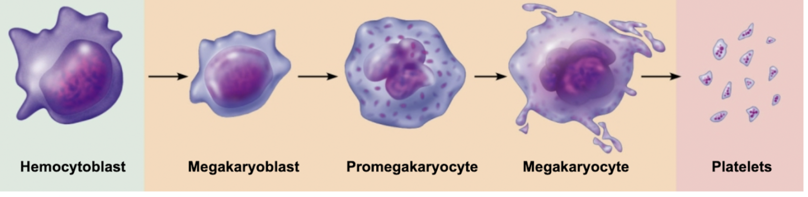 <p>Hemocytoblast <span style="background-color: transparent;"><span>โ Megakaryoblast โ Promegakaryocyte โ Megakaryocyte โ Platelet </span></span></p>