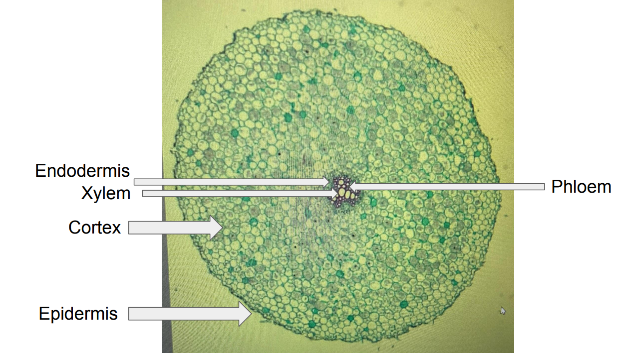 <ul><li><p><u>Epidermis</u></p></li><li><p><u>Cortex</u> - ground tissue between the epidermis and center vascular tissue</p></li><li><p><u>Endodermis</u> - surrounds phloem and xylem</p></li><li><p><u>Phloem</u> - surrounds the xylem</p></li><li><p><u>Xylem</u> - found in the cener (cross shapr)</p></li></ul><p></p>
