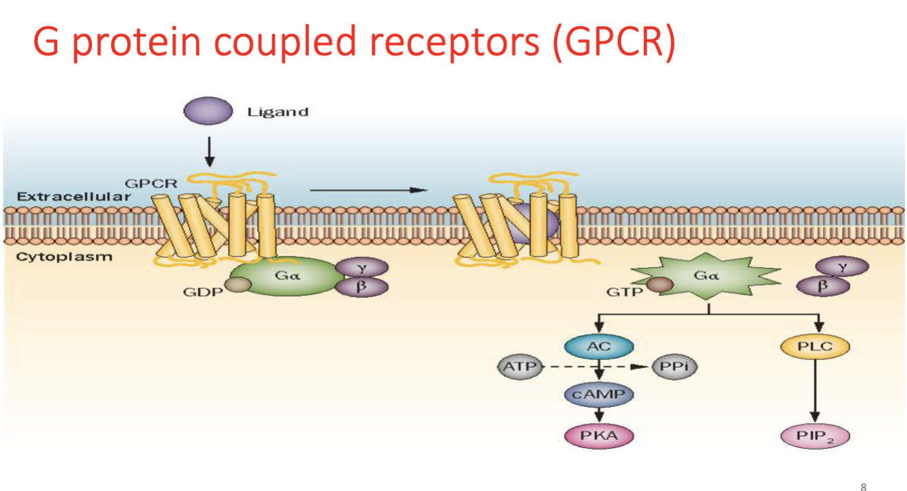 <p>A receptor with seven transmembrane domains that activates intracellular G proteins (Gs, Gi, Gq) and downstream signaling such as AC or PLC.</p>
