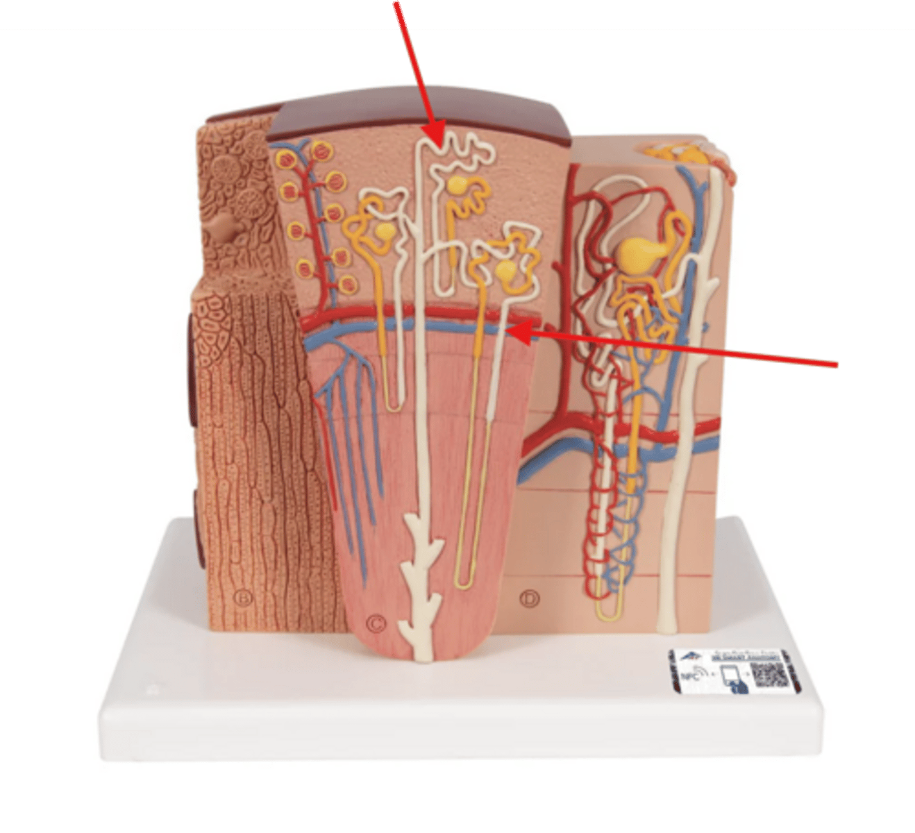 knowt flashcard image