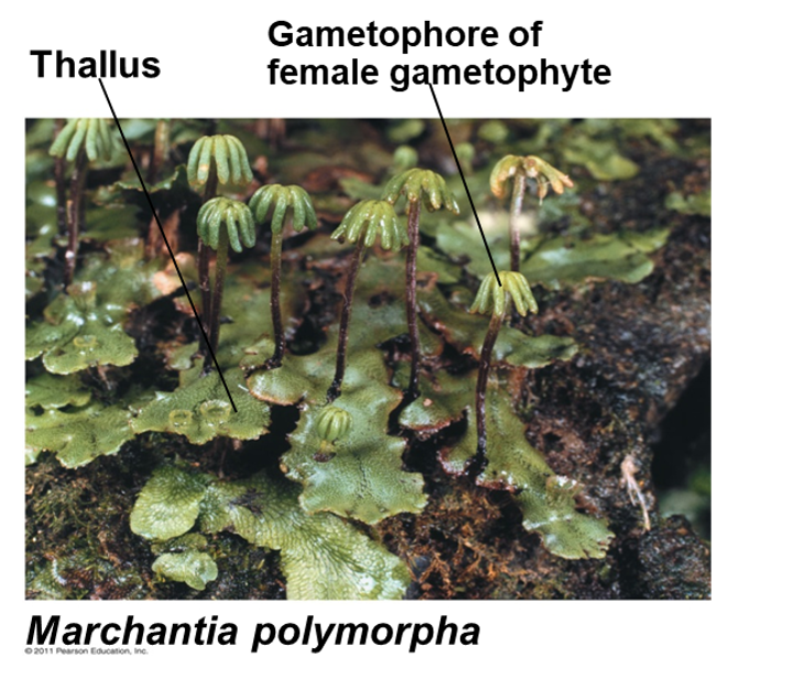 <p>hepatophyta</p><p>Liverwort</p><p><em>Marchantia polymorpha</em></p>