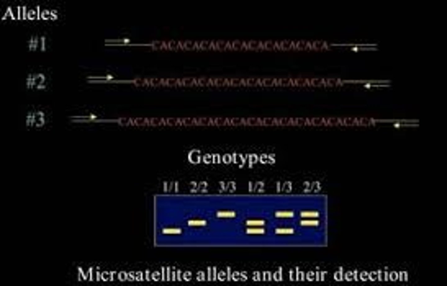 <p>Short Tandem Repeat (STR)</p><p>Detect this polymorphism by PCR</p>
