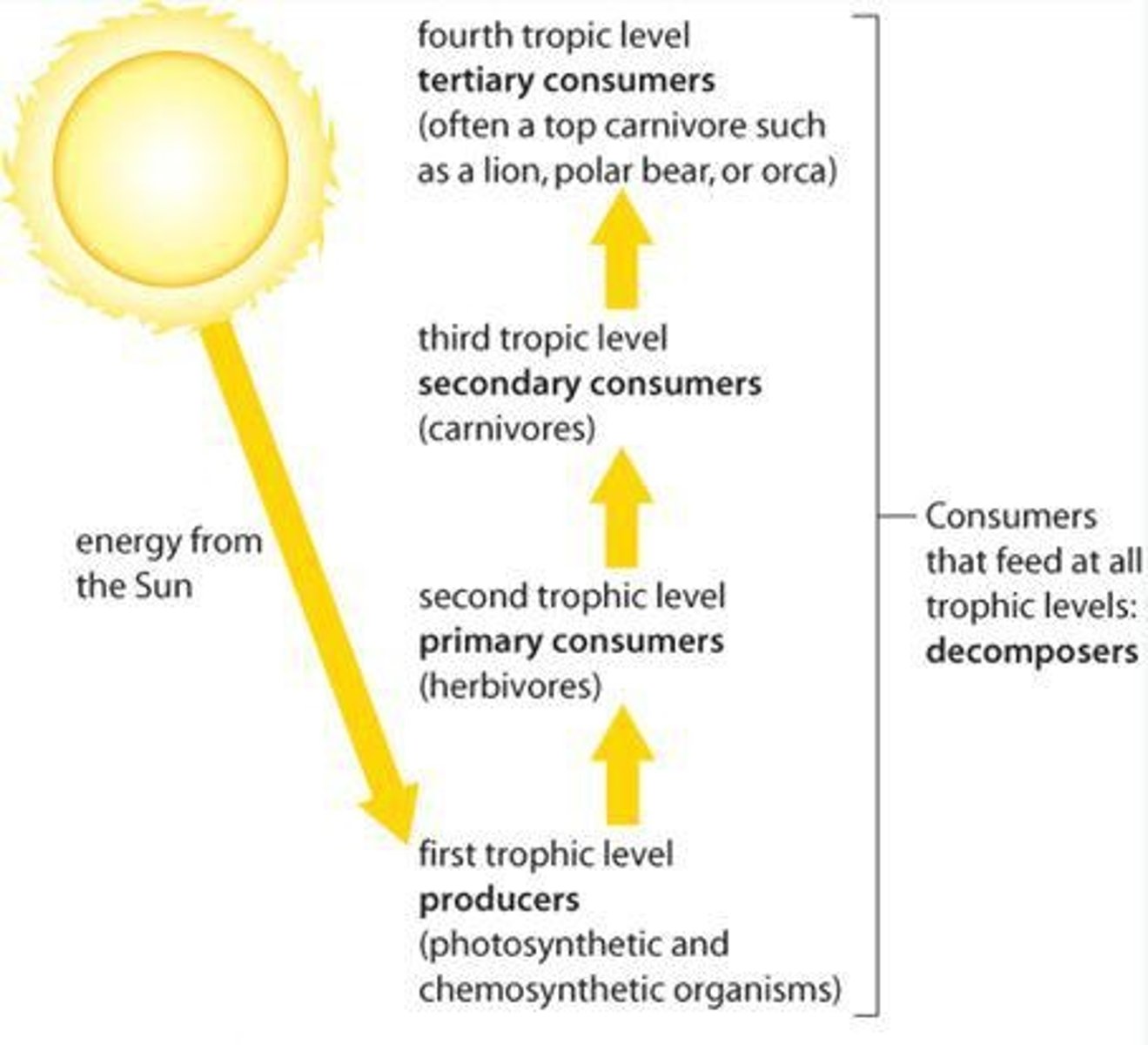 <p>A food chain is a model that shows the linear pathways through which energy is transferred through the trophic levels.</p>