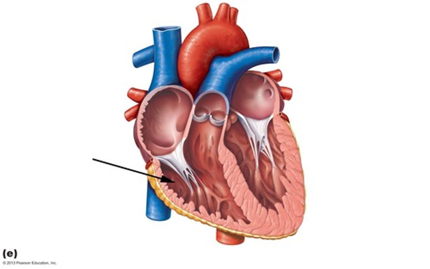 <p>Description: Chamber forming the right, inferior margin of the heart</p><p>Relationship: Pumps deoxygenated blood from the heart to the pulmonary circuit (lungs)</p>