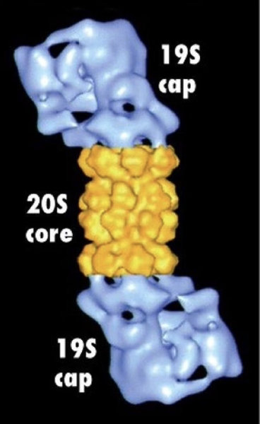 <ul><li><p class=""><strong>Barrel-shaped complex</strong> with cap-like ends</p></li><li><p class="">Wall made of <strong>identical subunits</strong> (like chaperonins)</p></li><li><p class="">Core contains <strong>proteolytic enzymes</strong></p></li><li><p class=""><strong>Function</strong>: cleaves proteins into peptides, unlike folding role of chaperonins</p></li></ul><p></p>