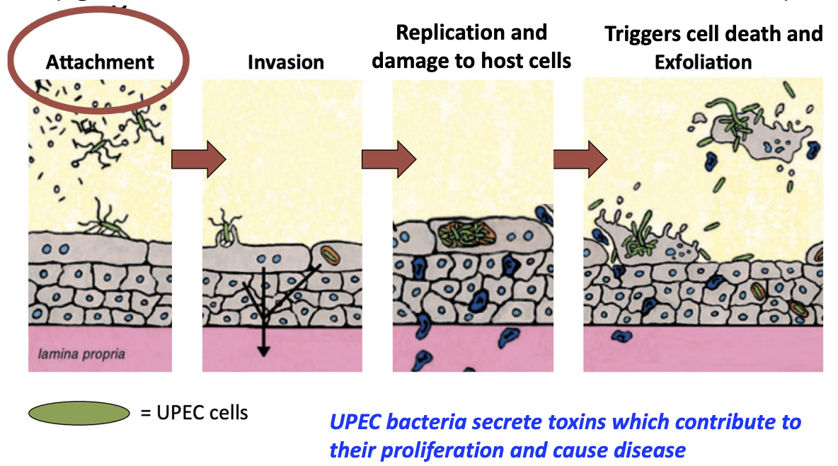 <ul><li><p>Adhesion via pili prevents removal by urine flow/immune defenses</p></li><li><p>Steps: attachment → invasion → replication → host cell damage</p></li><li><p>Secrete toxins → cell death and exfoliation</p></li></ul><p></p>