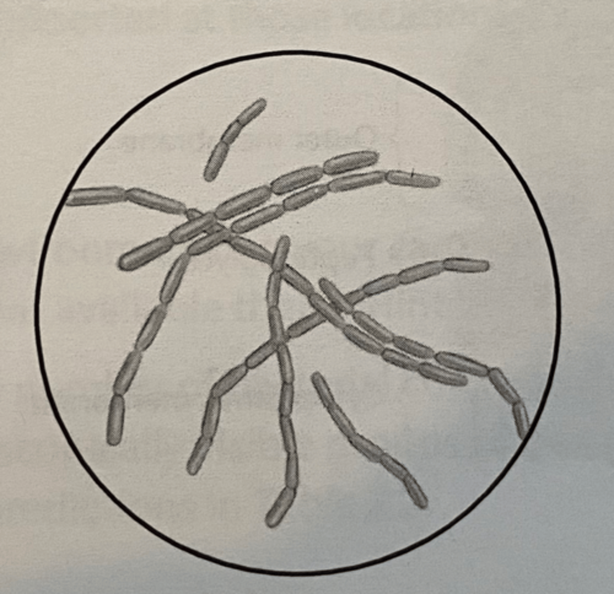 <p>Rod shaped bacteria</p>